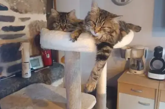 Animaux perdus Cléguérec, photo: Chat tigré marron perdu à Cléguérec