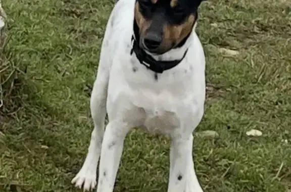 Perrito Perdido en Pamplona: 24 Feb 2026