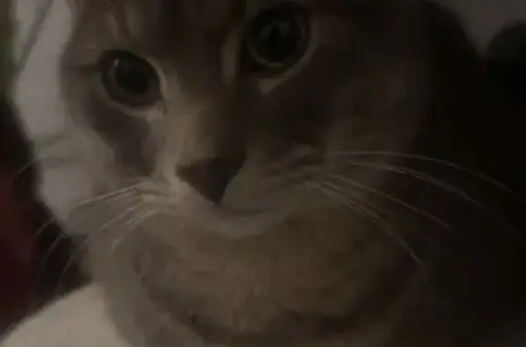 Chat tigré perdu à Villeurbanne - photo