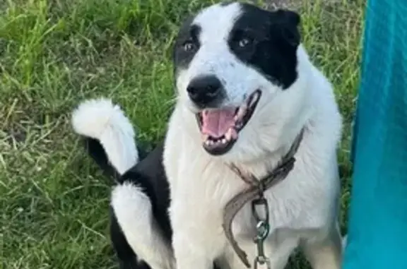 Зникла лайка Макс у Вінницькій області!