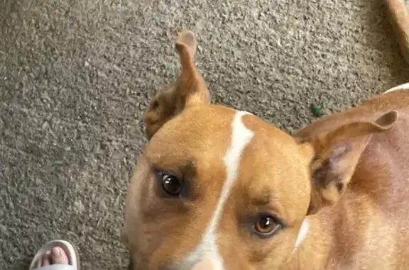 Found dog Irving, photo: Found: Gentle Light Brown Dog, Irving