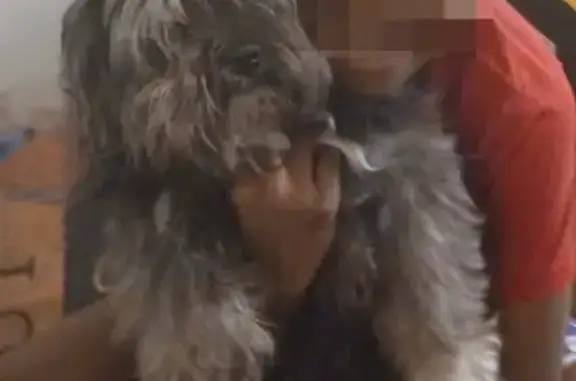 Missing dog New York, photo: Help Find Our Beloved Chubby Grey Pup