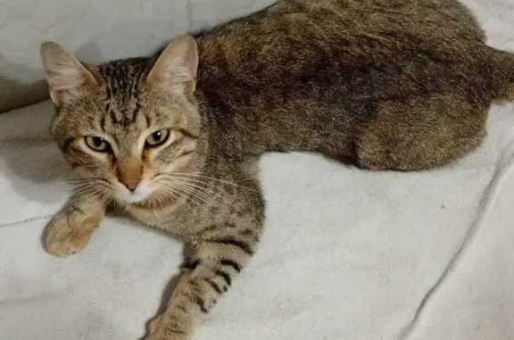 Gato Atigrado Perdido en Nezahualcóyotl