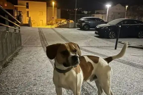 Chien perdu Annecy, photo : Beagle Charly perdu à Annecy, contactez-nous !