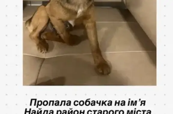 Зникла грайлива собака в центрі Вінниці