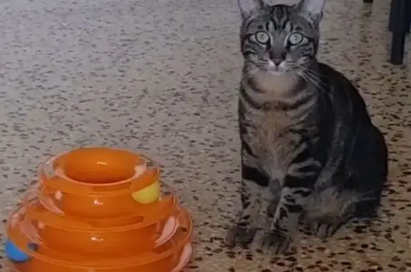 Chat perdu, , photo: Chat tigré perdu à Rousson, Occitanie