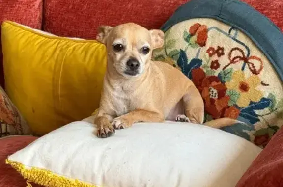 Lost Dog Alert: Bill Missing in Savannah