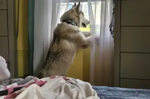 Lost Siberian Husky: Saratoga St, Lowell