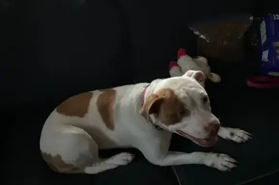 Found dog Winston-Salem, photo: Found Sweet Dog: Rosedale Circle, Winston-Salem