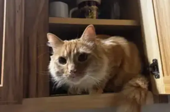 Help Find Our Lost Orange Tabby Cat!