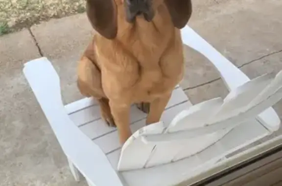 Lost Bloodhound Maddi: Battle Creek Area