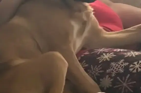 Lost Puppy: Reddish Blonde in Weaverville