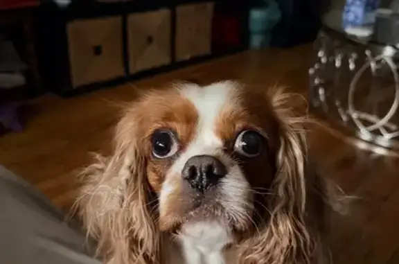 Lost Dog: 5-Yr-Old, Bad Hip, Foster Ave