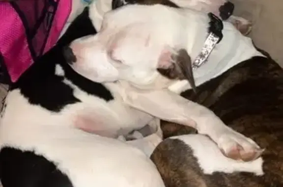 Lost Dogs: Sisters Missing in Fairview