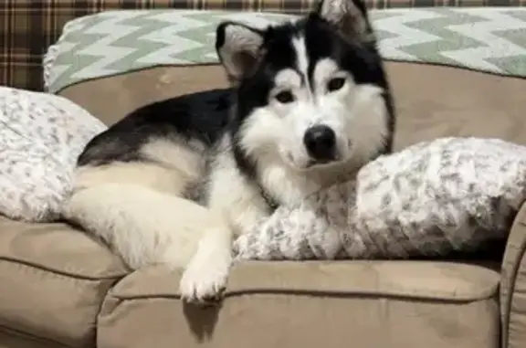 Lost Husky: Fast, Large, 70lbs, Markdale