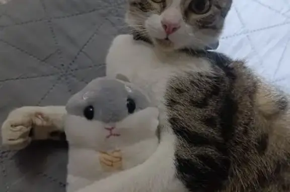 Gatos perdidos, Ciudad de Villa de Alvarez, foto: Gatita Atigrada Perdida en Villa de Álvarez