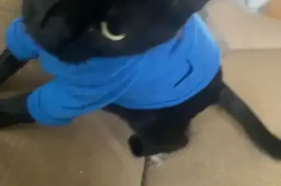 Lost Black Cat on State Highway 5 - photo