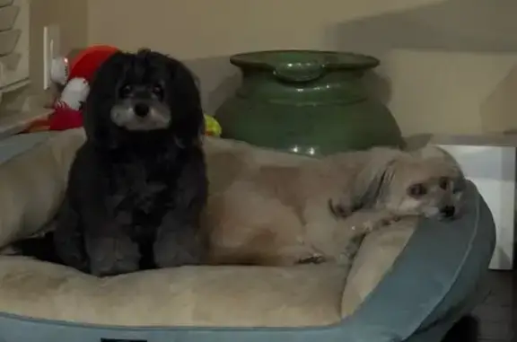 Missing dog , photo: Lost Fluffy Dog 'Missy' in Sunset Peak