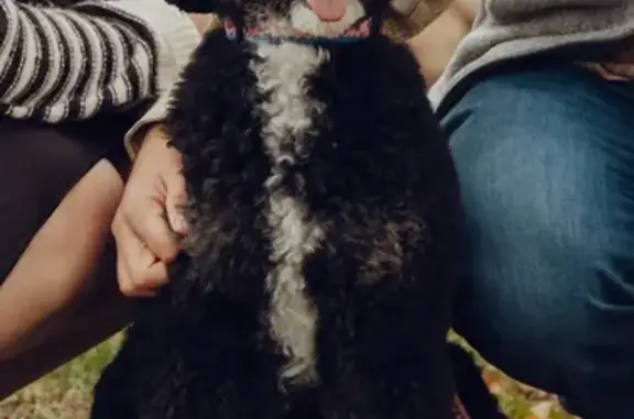 Missing dog Midlothian, photo: Lost Poodle: Black with White & Brown