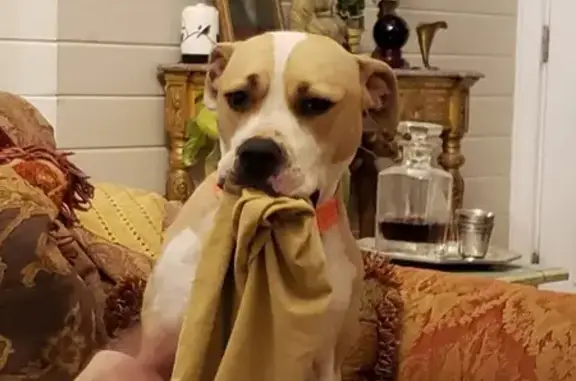 Missing: Small Pitbull, Tan & White, 45lbs