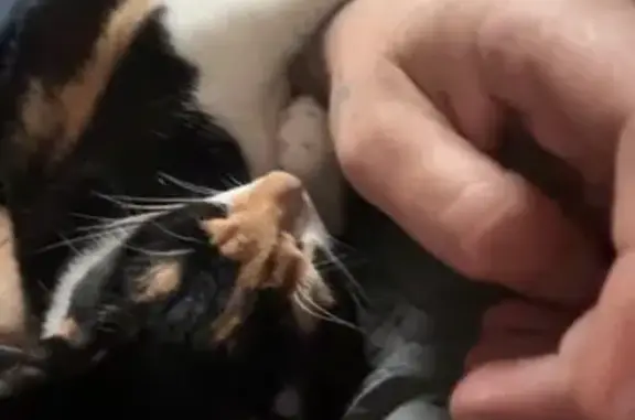 Missing cat , photo: Missing Cat: White, Black & Tan in FL