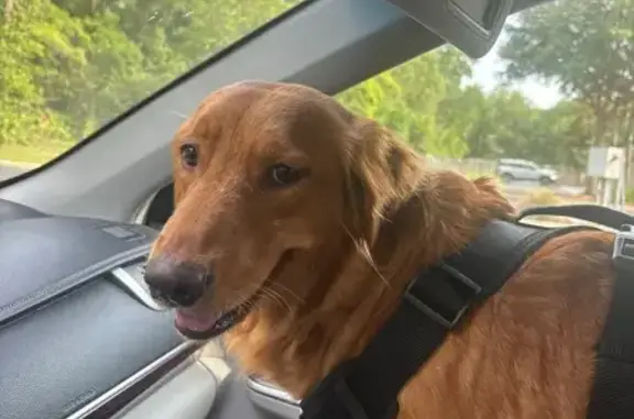 Missing Dog: Fluffy, Shy, Black-Spotted