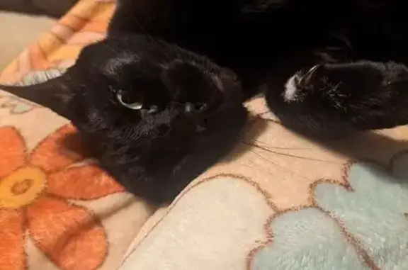 Lost Cat: Black with White Paw on Mackey Rd - photo