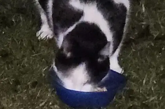 Lost Cat: Black Nose Mark - Glen Carbon