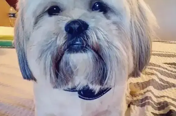 Missing dog Santa Clarita, photo: Help Find Maynard: Stolen Shih Tzu Alert