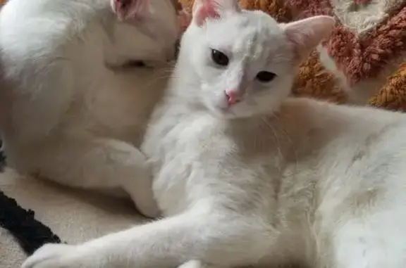 Lost Deaf White Cat: Green Eyes, Neutered - photo