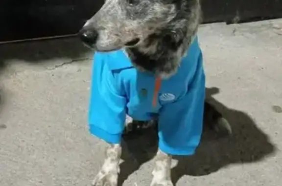 Perro Hallado en Curtidores de...