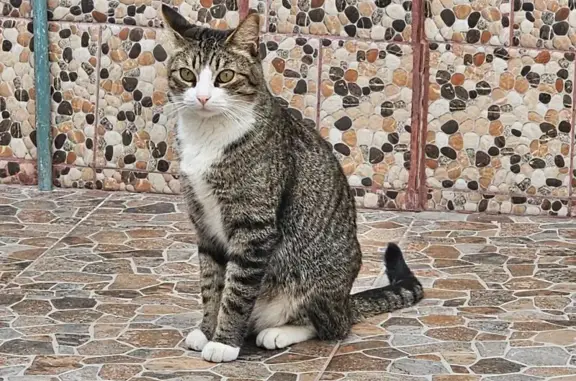 Gato Gris Atigrado Perdido en Puentetitla