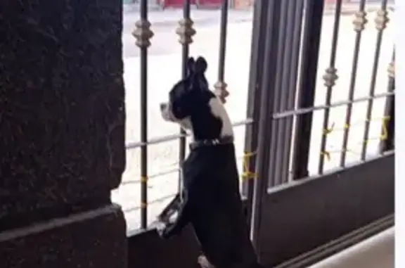 Missing dog Grand Prairie, photo: Lost Dog Alert: White & Black Male, 5yo