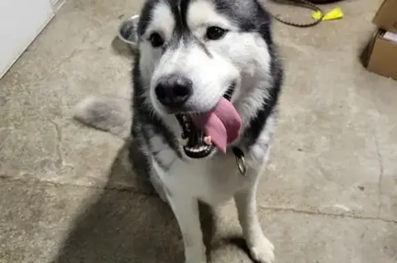 Animaux trouvés , photo: Chien mâle husky trouvé à Vieux-Ferrette