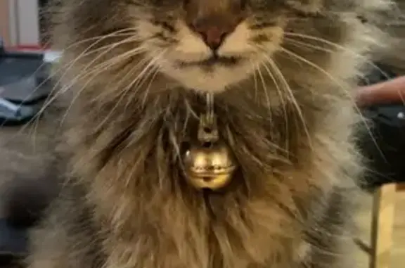 Animaux perdus Lessay, photo: Chat perdu à Lessay, rue du Ferrage