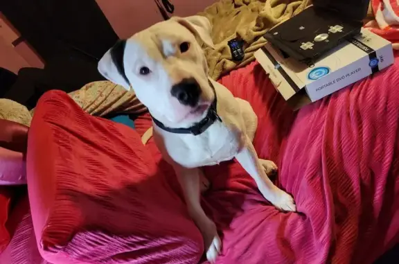 Help Find Hooch: Missing White Pit Bull