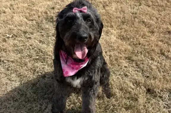 Missing dog Knoxville, photo: Lost Black/Gold Doodle: Emory Place, 15