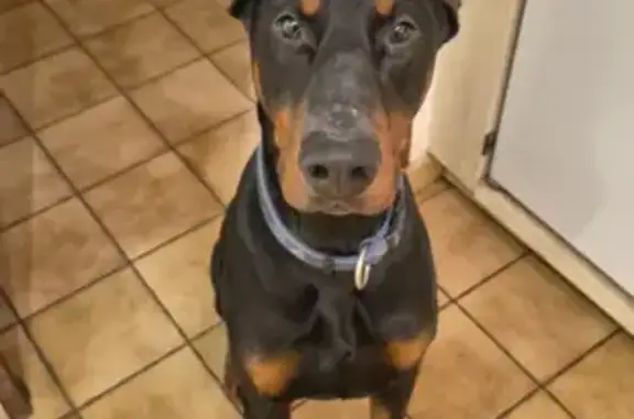 Animaux perdus Monéteau, photo: Dobermann noir sauvé après accident voiture