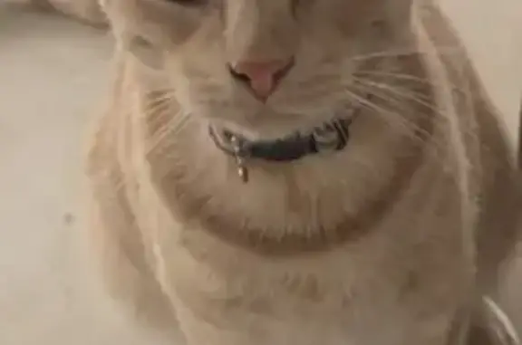 Lost Blonde Tabby: Purple Collar, Clive Rd