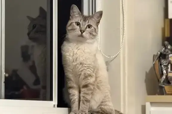 Lost and found pets Australia, photo: Lost: Friendly White Cat with Blue Eyes