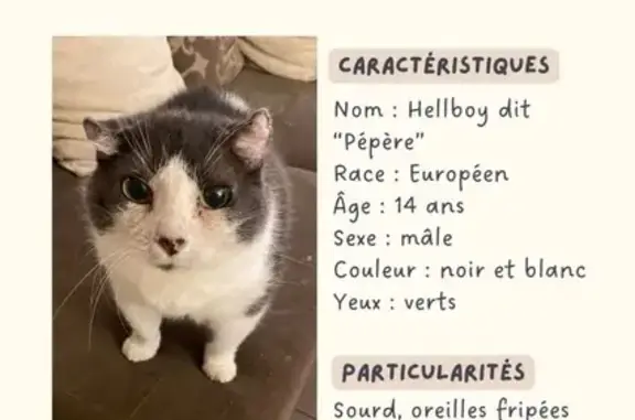 Chat perdu : Pépère, blanc/noir, sourd, sociable - photo