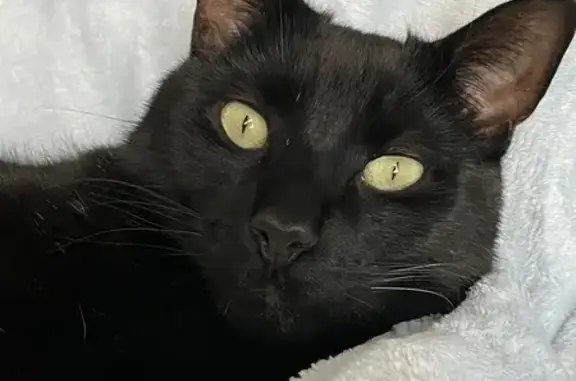 Lost Black Cat: White Whisker Alert!