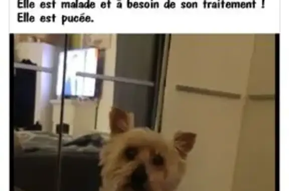 Animaux perdus , photo: Perdue : Chloé, Yorkshire 13 ans à Égry