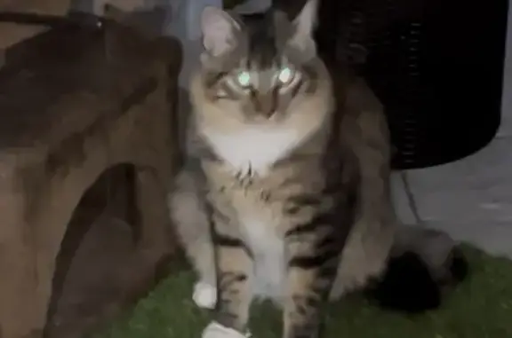 Gato perdido con cola en Z, chip y capado