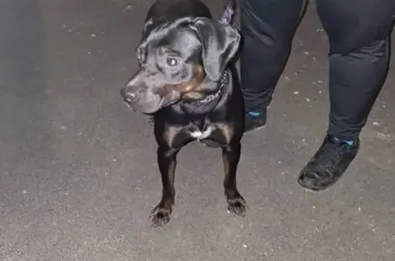 Animaux trouvés , photo: Chien trouvé avec collier à Ô-de-Selle