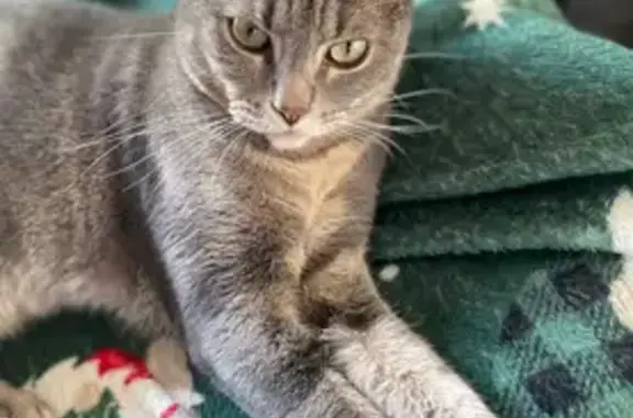 Molière, chat gris peureux perdu à La Rochelle - photo