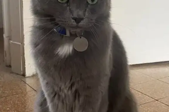 Animaux perdus Narbonne, photo: Chat gris perdu, collier bleu, Narbonne