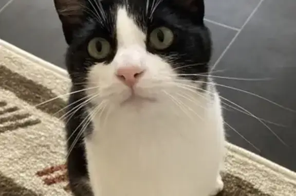 Chat perdu, Lyon, photo: Chat mâle noir et blanc disparu à Lyon