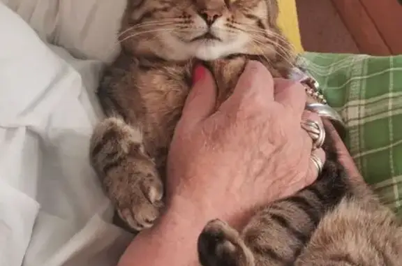 Lost Tabby Coco: Reward in Clarence City