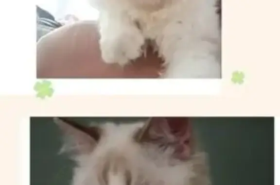 Lost pets Singapore, photo: Lost Persian Cat: White with Blue Eyes